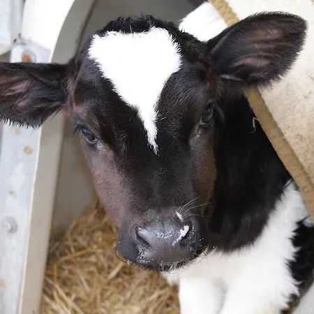 Waldemar Apartment Saalfelden